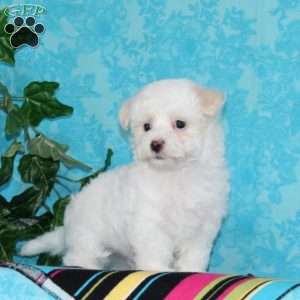 Jimmy, Maltipoo Puppy